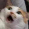 catscared