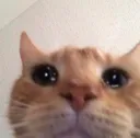 catlurk