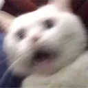 catscared2
