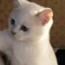 catlongslap2