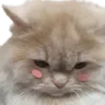 catshy