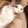 catchomp catchomp