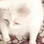 catpuke catpuke