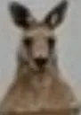 kangaroo_stare