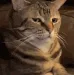 bCatBruh