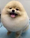 Egg_dog