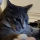 catattacked Discord Emoji