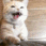 catmiau Discord emoji