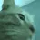 catparty1