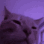 catparty2 Discord emoji