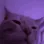 catparty2