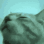 catparty3 Discord emoji