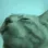 catparty3