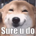 dog_sureudo dog_sureudo