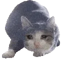 catwiggle