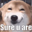 dog_sureuare