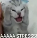 aaaa_stress