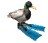 DuckPimp
