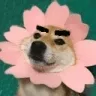 doggoeyebrows