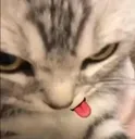 valytongue