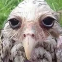 smowl