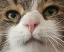 TeetBoop