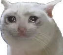 catcry