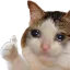 catthumbsup