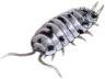 Dairy_Cow_Isopod