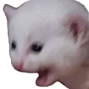 catscared