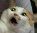 catwowRDM Discord Emoji