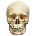 skull11 skull11