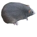 bigboy