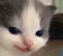 evilhehe