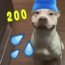 200dog