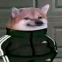 shiestydoggo