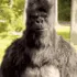 monkeyTHUMBSUP