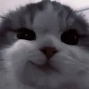 cat_smirk cat_smirk
