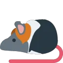 rat_Fumiya_Sugiura