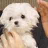 aCOCOpet Discord emoji