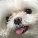 cocoblep Discord emoji