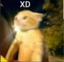 GatoXD_Mtln Discord emoji