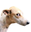 Dog_stare Discord emoji