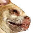 dawg