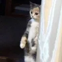 catAwkward catAwkward