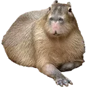 Fattybara