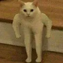 Buffcat Discord Emoji