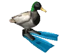 duckSpimg