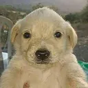 dogjot