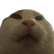 lennicStare